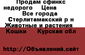 Продам сфинкс недорого  › Цена ­ 1 000 - Все города, Стерлитамакский р-н Животные и растения » Кошки   . Курская обл.